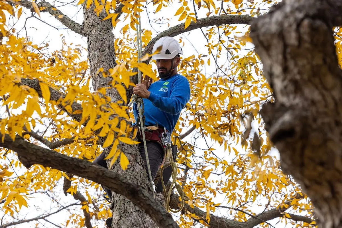 Skilled Tree Transplanting crew working in Stilwell